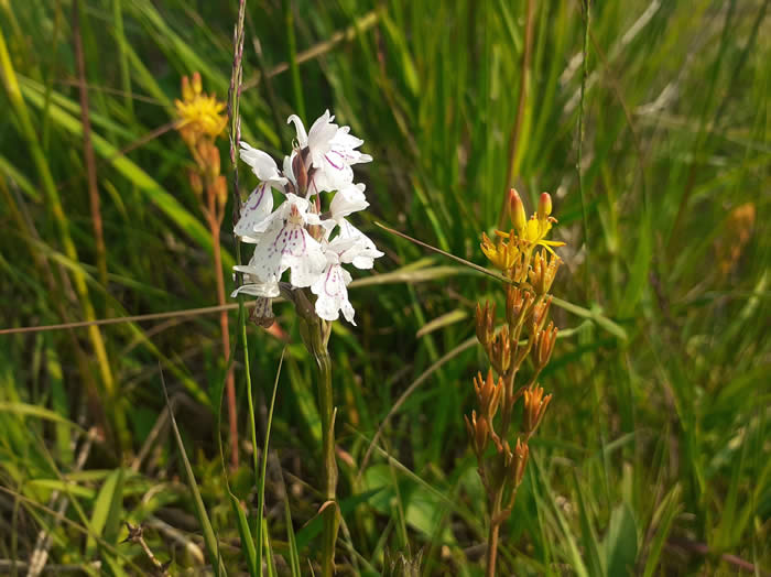 Bog asphodel and heath spotted orchid