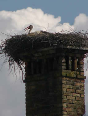 white stork on nest