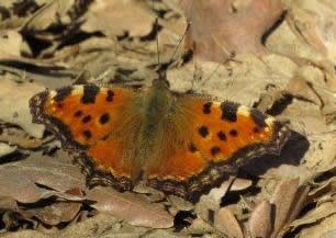 large tortoiseshell