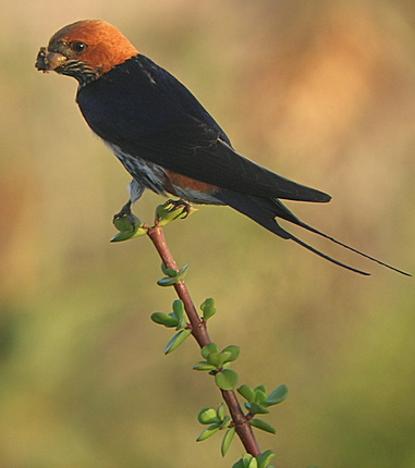 lesser striped swallow