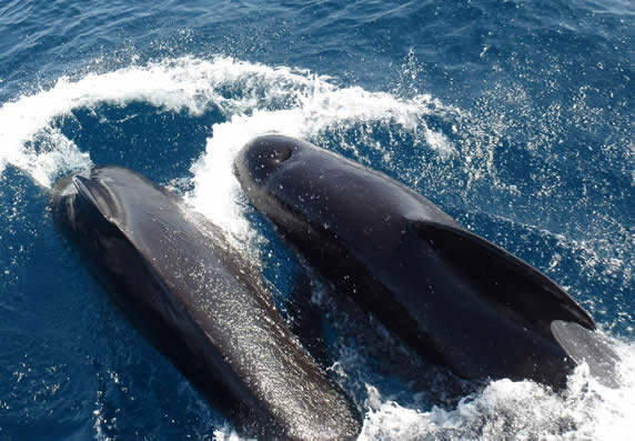 long-finned pilot whales