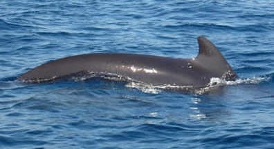 long-finned pilot whale