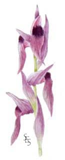 long-lipped serapias