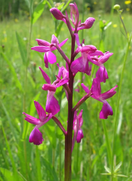loose-flowered orchid