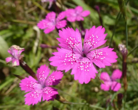 maiden pink