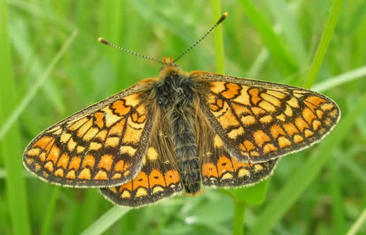 marsh fritillary