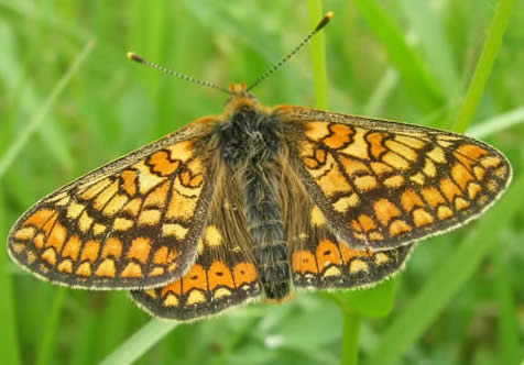 marsh fritillary