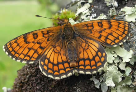 meadow fritillary