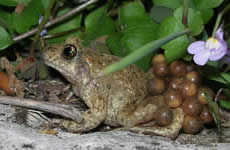 midwife toad