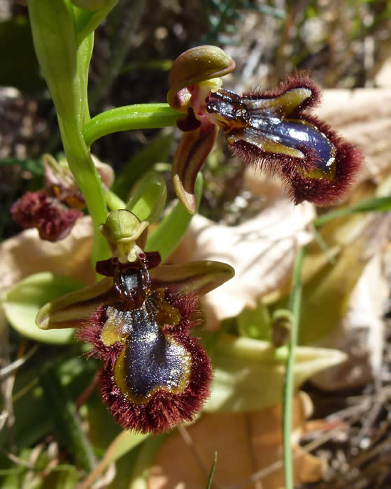 mirror orchids