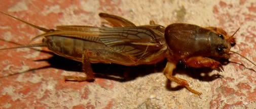 mole cricket