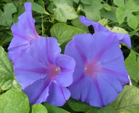 morning glory