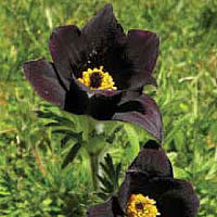 Pasque ﬂower