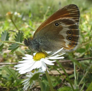 pearly heath