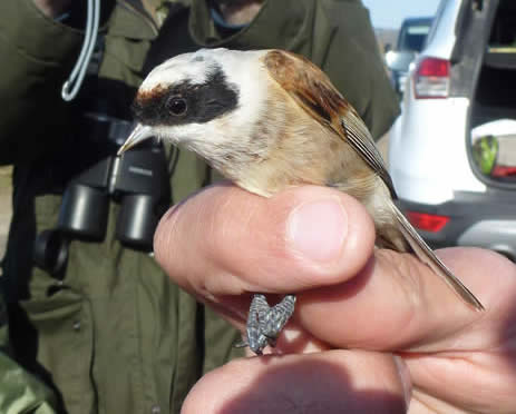 penduline tit