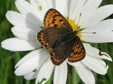 small copper