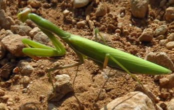 praying mantis