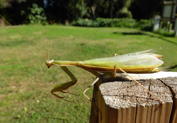 praying mantis