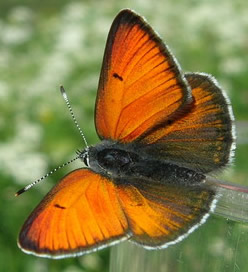 purple-edged copper
