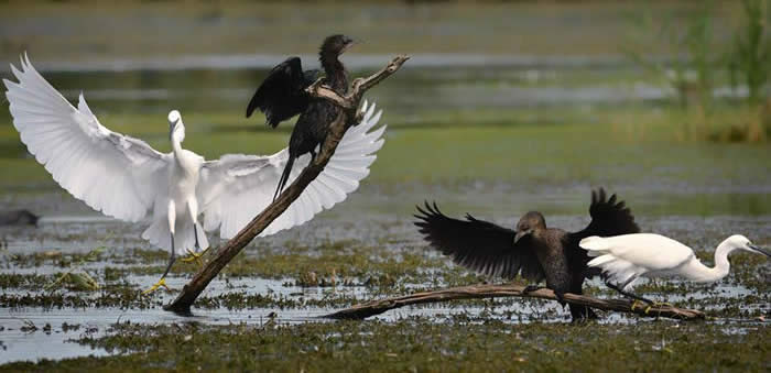 little egrets and pygmy cormorants