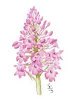 pyramidal orchid (Sue Staniforth)