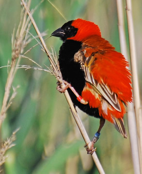 red bishop