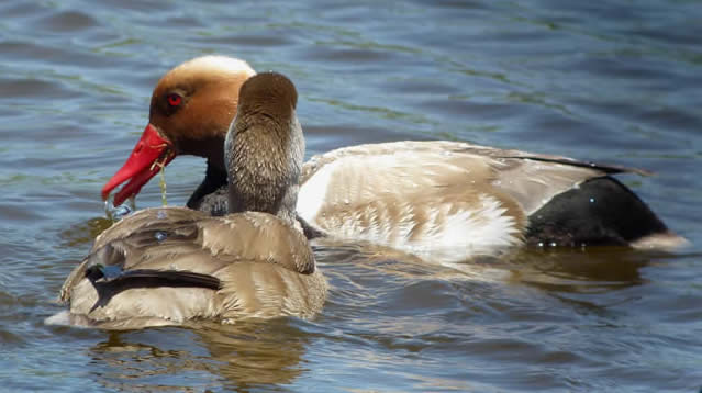 red-crested pochards