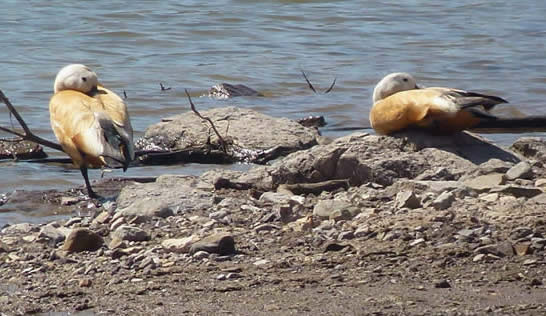 ruddy shelducks