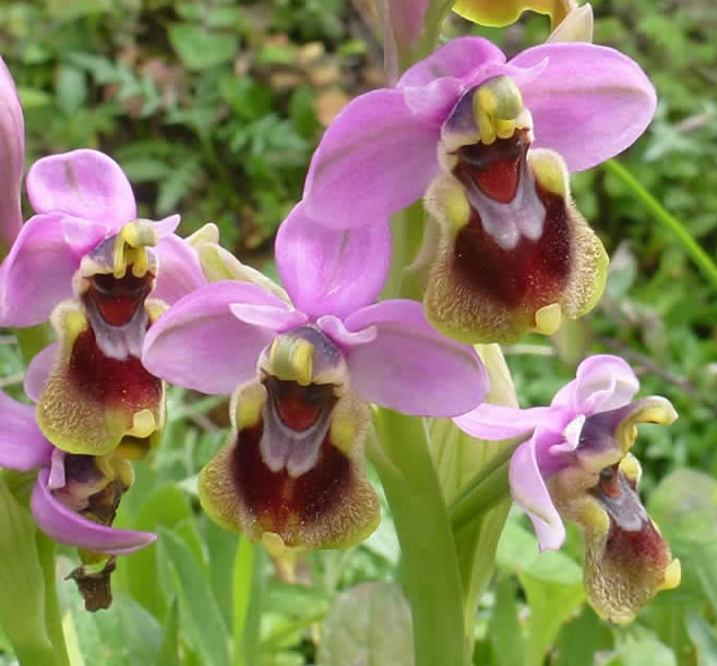 sawfly orchid (Chris Durdin)
