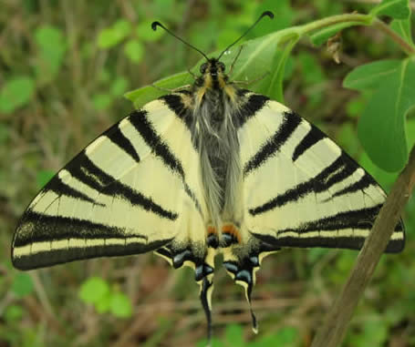 scarce swallowtail