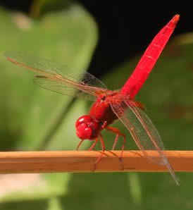 scarlet darter