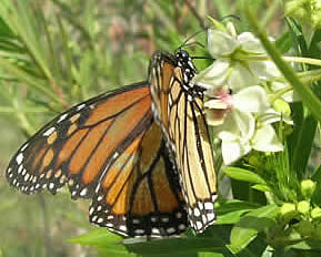 silkweed with Monarch