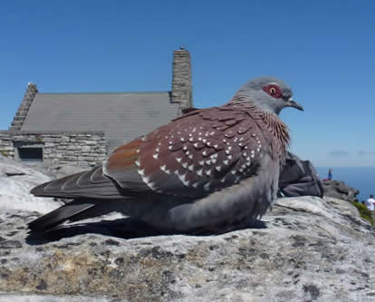 speckled pigeon