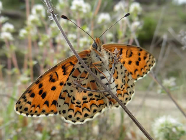 spotted fritillary