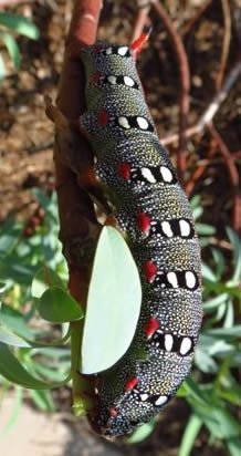 spurge hawkmoth caterpillar