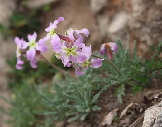 Matthiola perennis