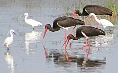 black storks and little egrets
