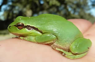 stripeless tree frog