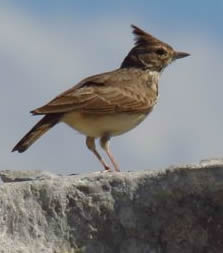 Thekla lark