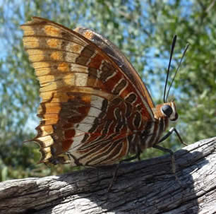 two-tailed pasha