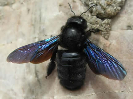 violet carpenter bee