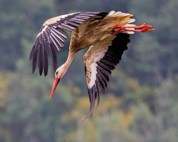 white stork