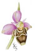 woodcock orchid (Sue Staniforth)