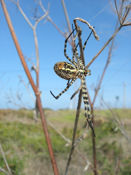 Banded argiope spider, underside