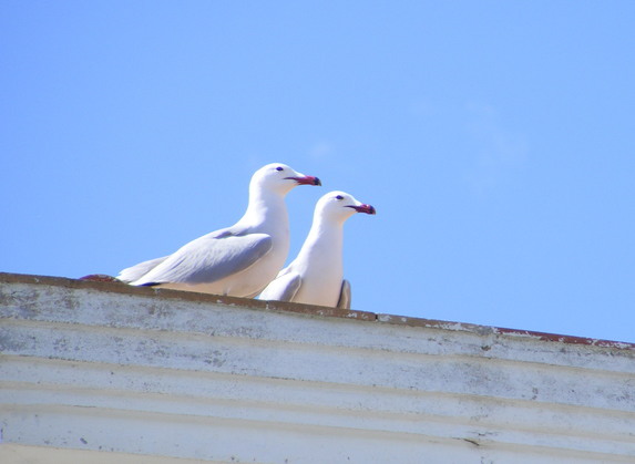Audouin's gulls