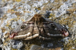 Emperor moth (Chris Gibson)
