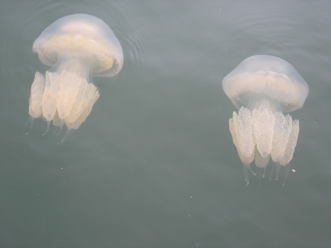 jellyfish in Sozopol harbour