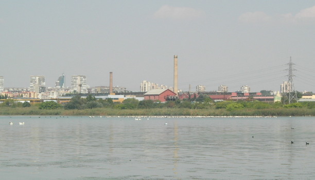 pelicans alongside built up area, Atanasovsko lake