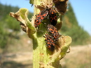 Ground bugs Lygaeus saxitalis