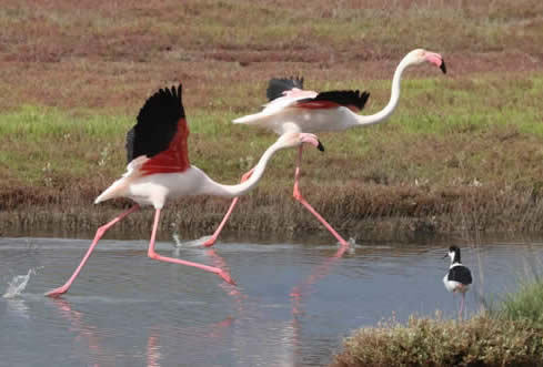 Greater flamingos